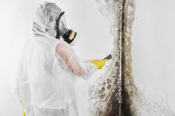 Best White Mold Remediation in Cedar Falls, IA