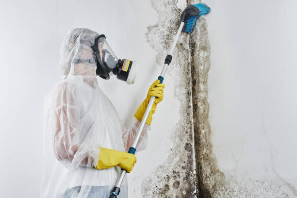 Best Emergency Mold Remediation in Cedar Falls, IA