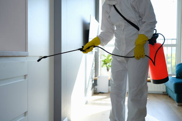 Best Mold Remediation for Schools in Cedar Falls, IA
